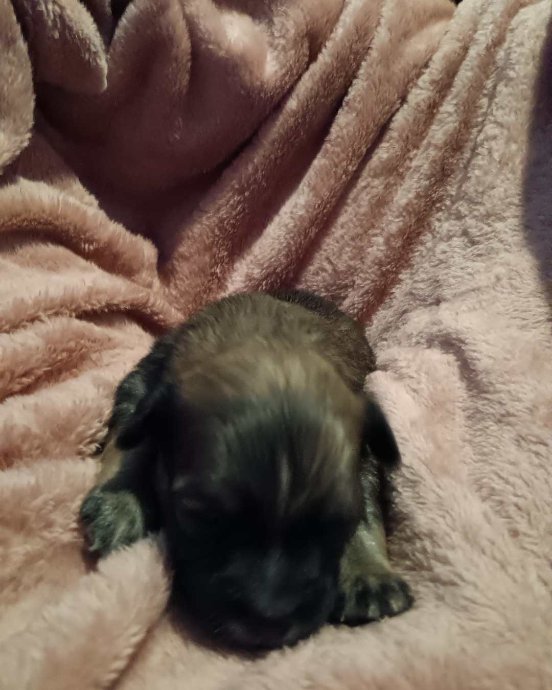 Chewy the Chiweenie. Dog, Puppy, Blanket, Cat