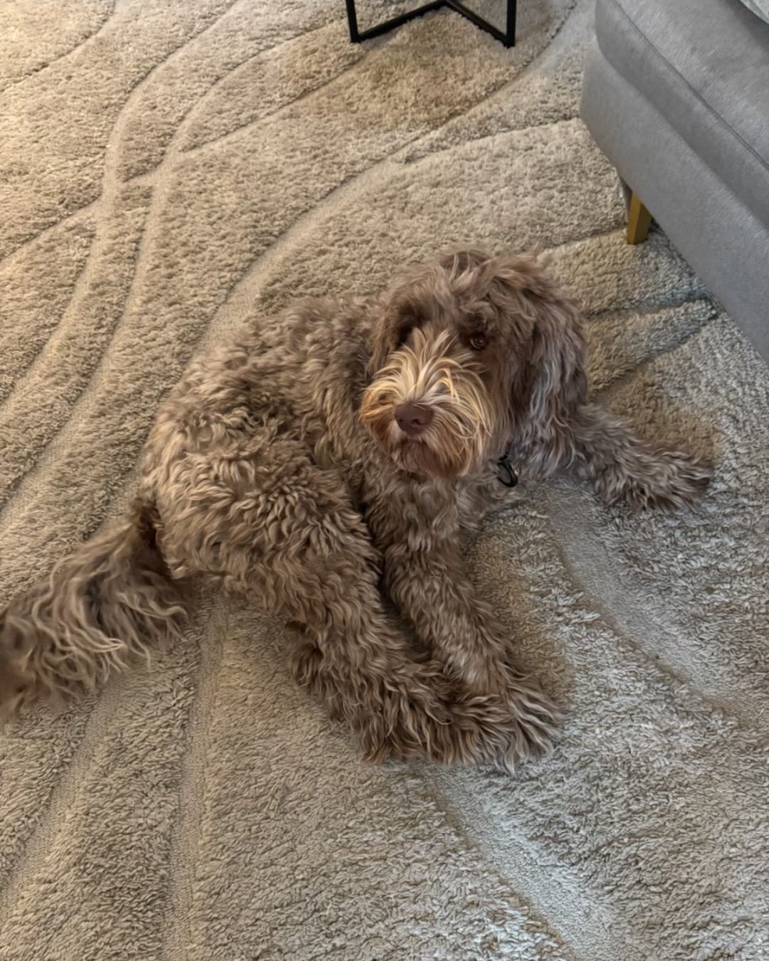Poppy — Dog, Puppy