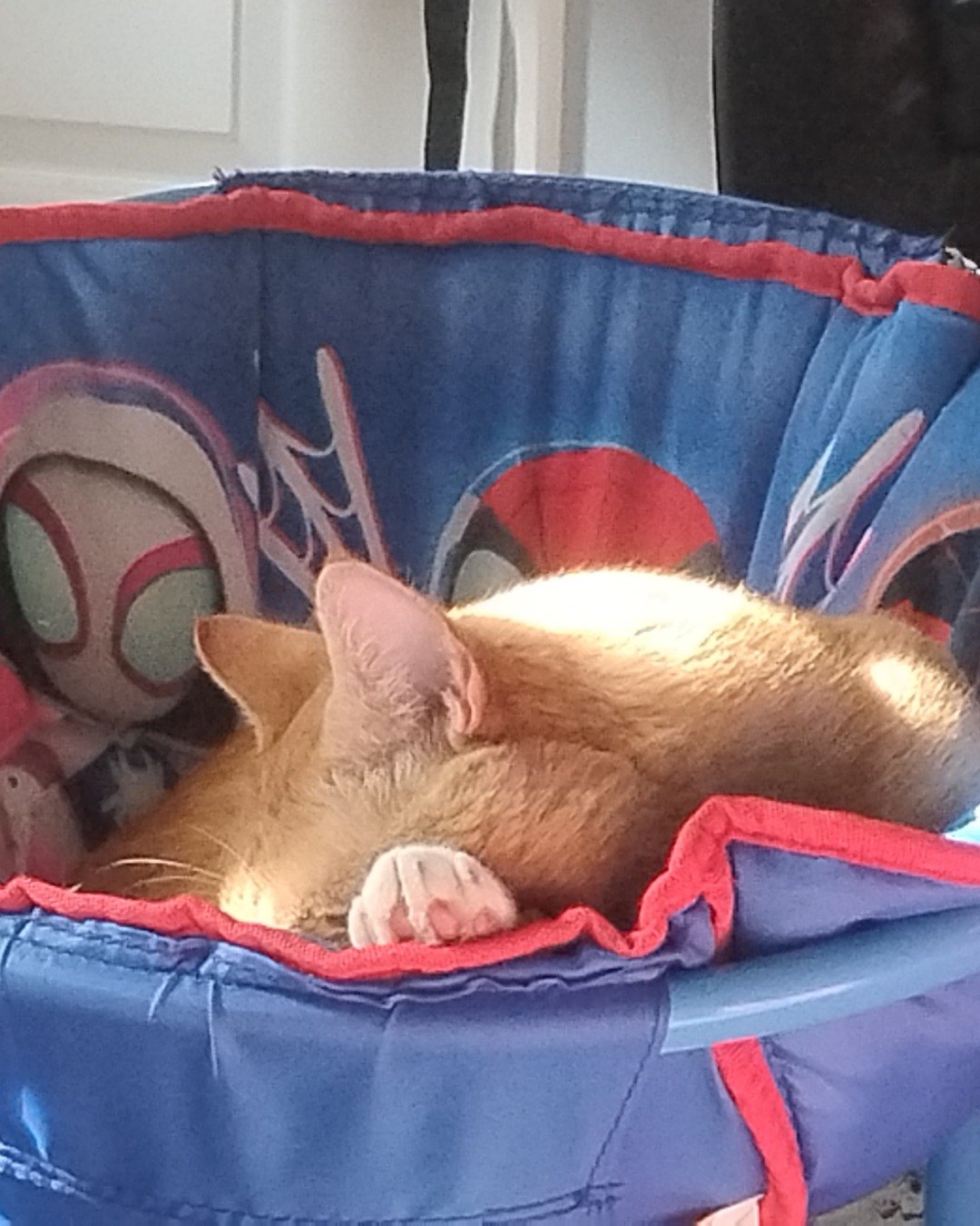 caramel the orange cat. Person, Sleeping, Cat, Furniture