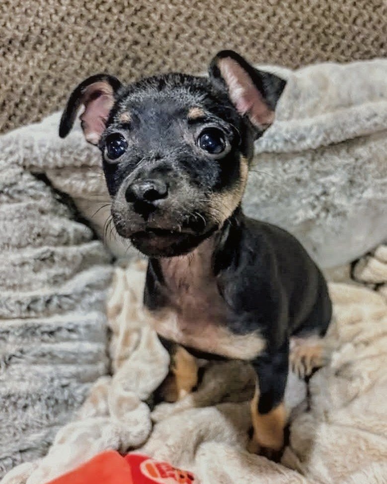 roxy the mini pin. Dog, Puppy, Blanket