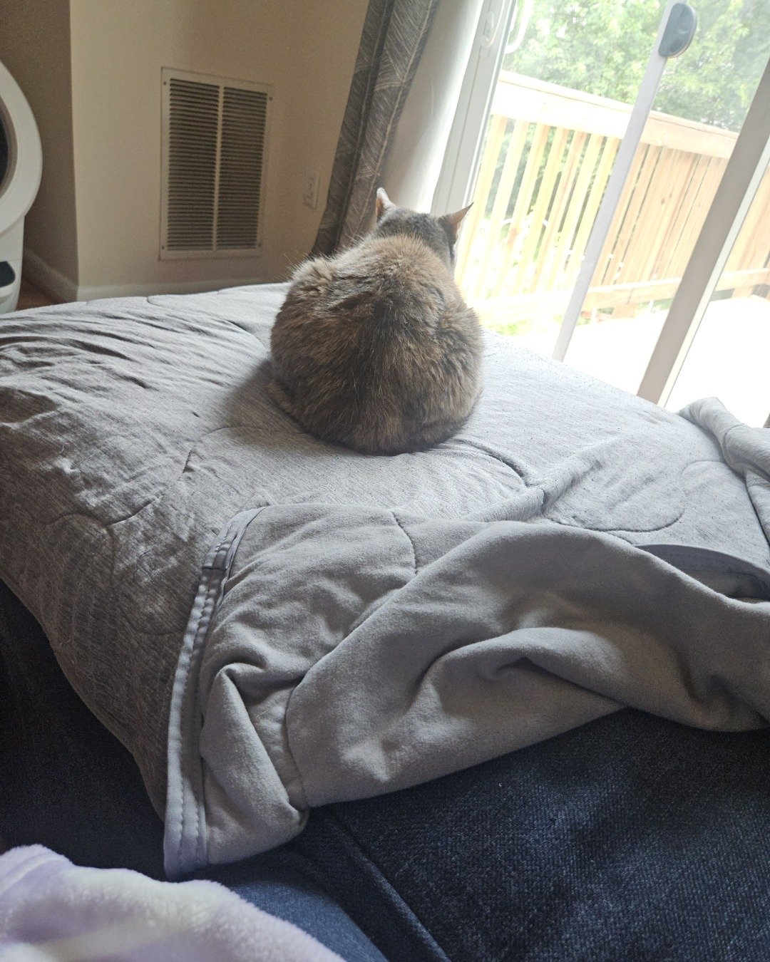 Saorsire the old. Cushion, Home Decor, Blanket, Indoors, Interior Design, Cat