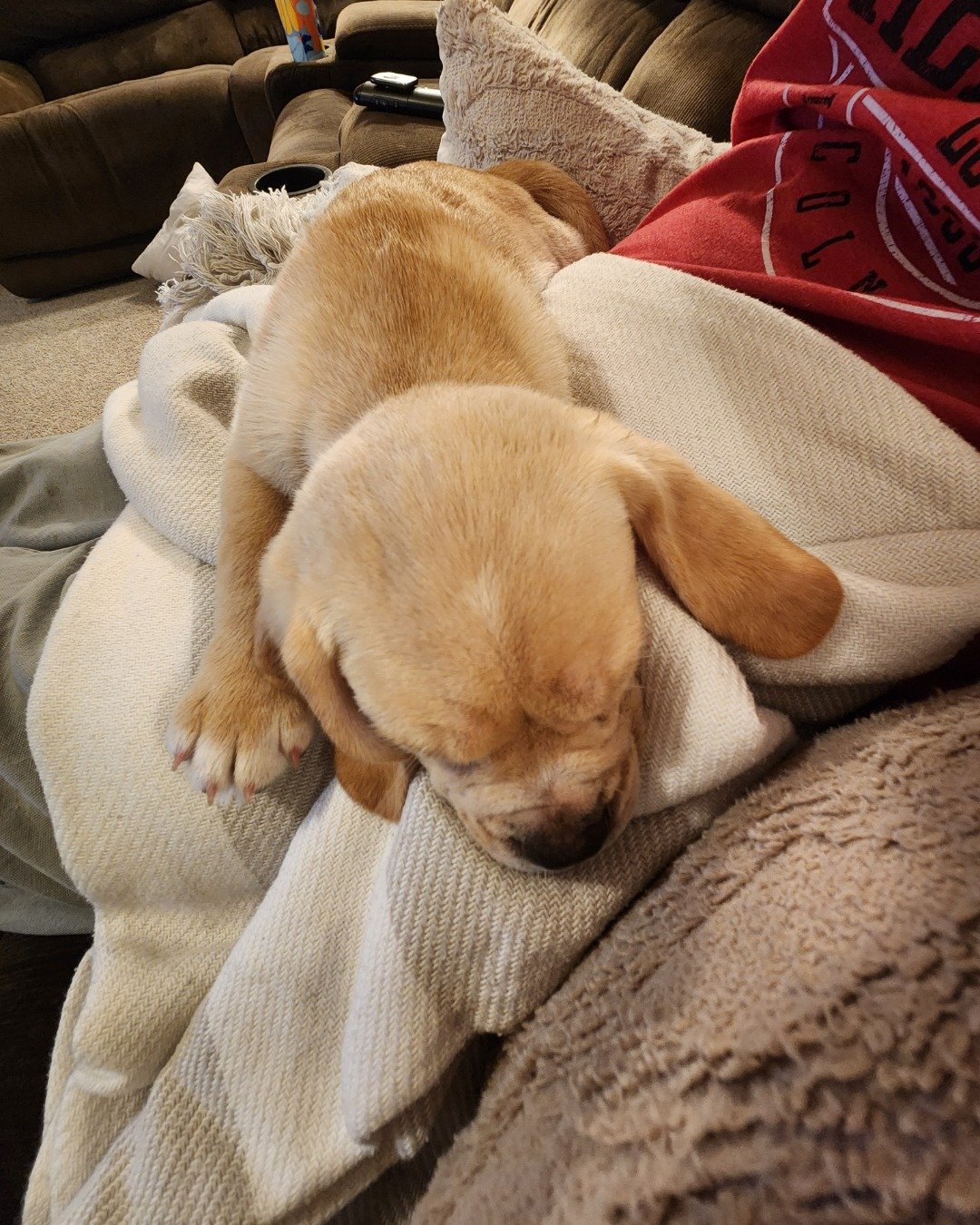 pickles the puggle (beagle and pug mix). Dog, Puppy, Couch, Furniture, Blanket, Person