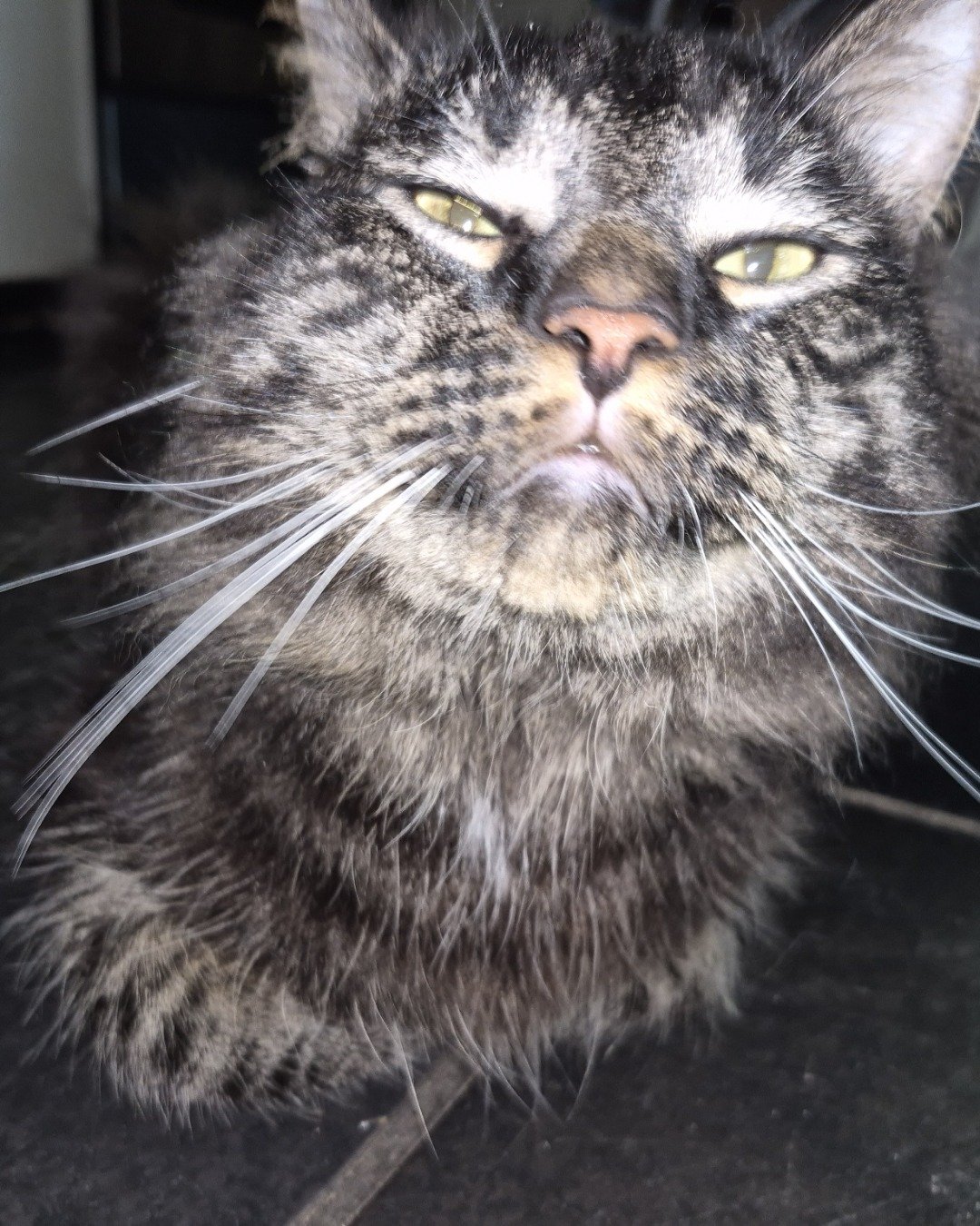 Morgan. Cat, Manx