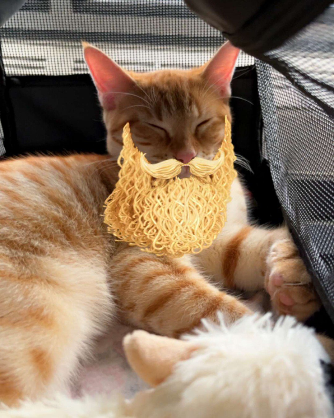 Snarfy the orange tabby. Cat, Kitten, Manx, Dog