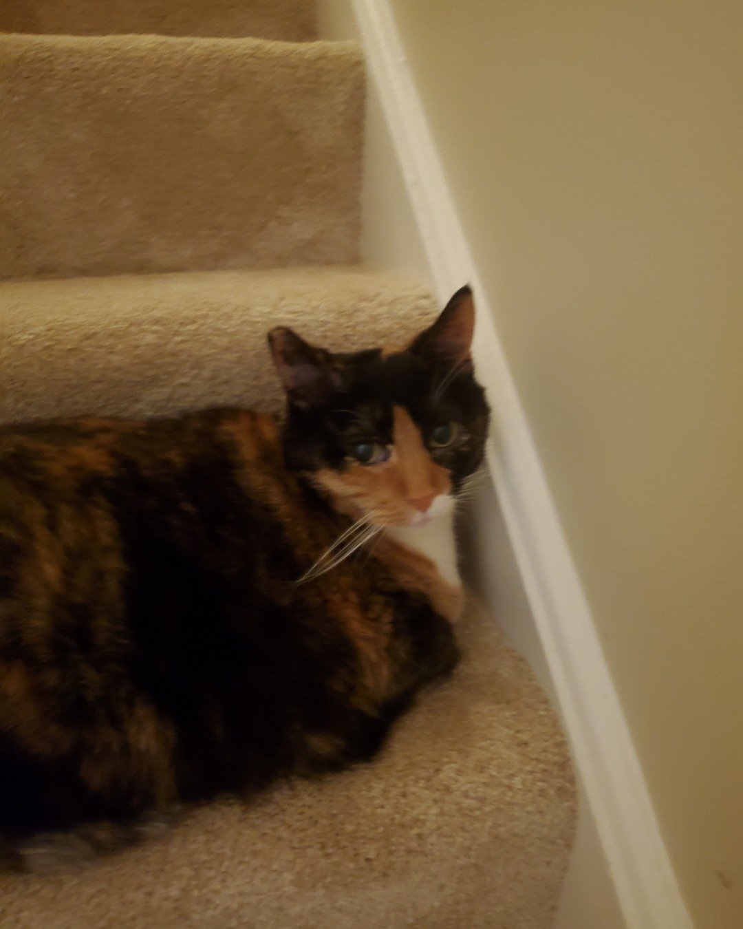 nismo the idk. Architecture, Building, House, Housing, Staircase, Cat