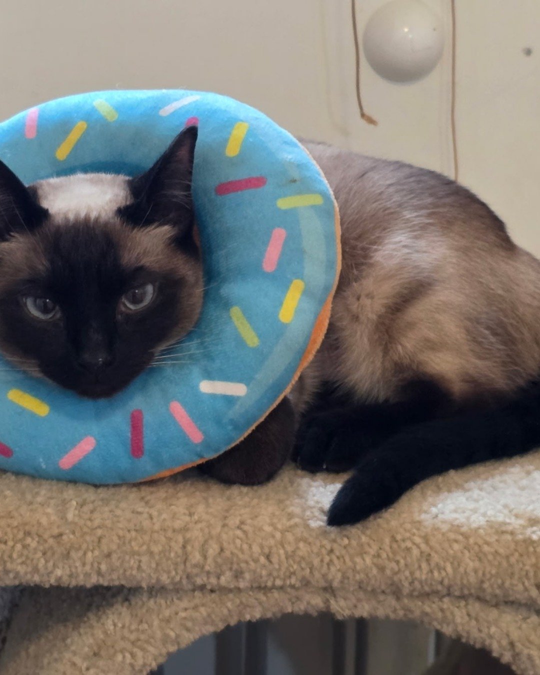 Luna🌙💫 (twin of Stella) the Siamese. Cat, Siamese
