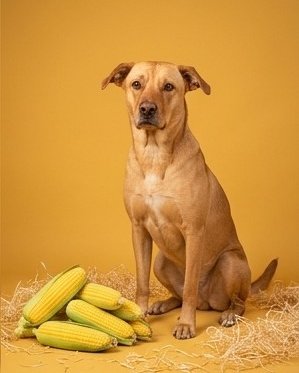 Manny the Mutt. Dog