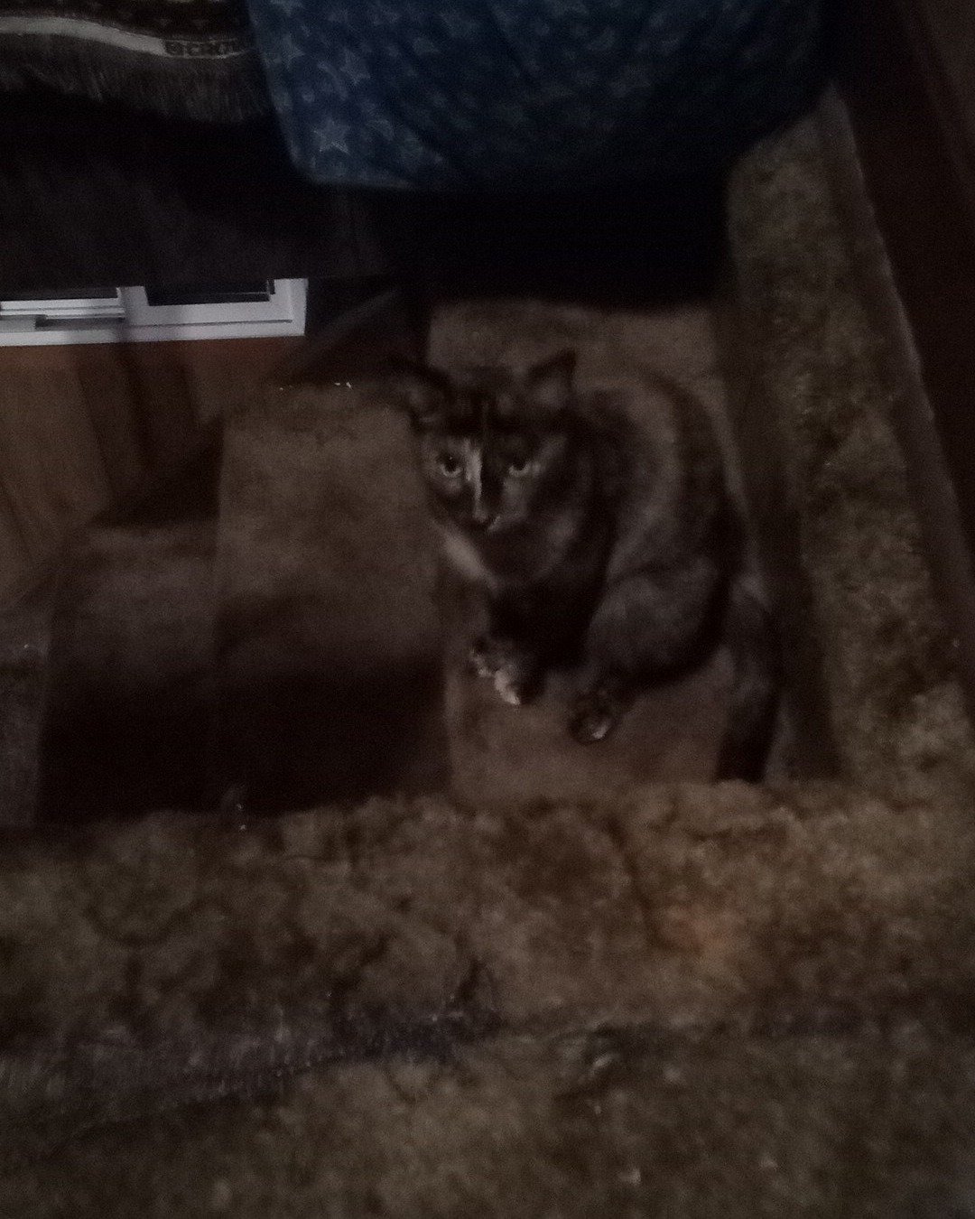 Gizmo. Home Decor, Couch, Furniture, Cat, Kitten