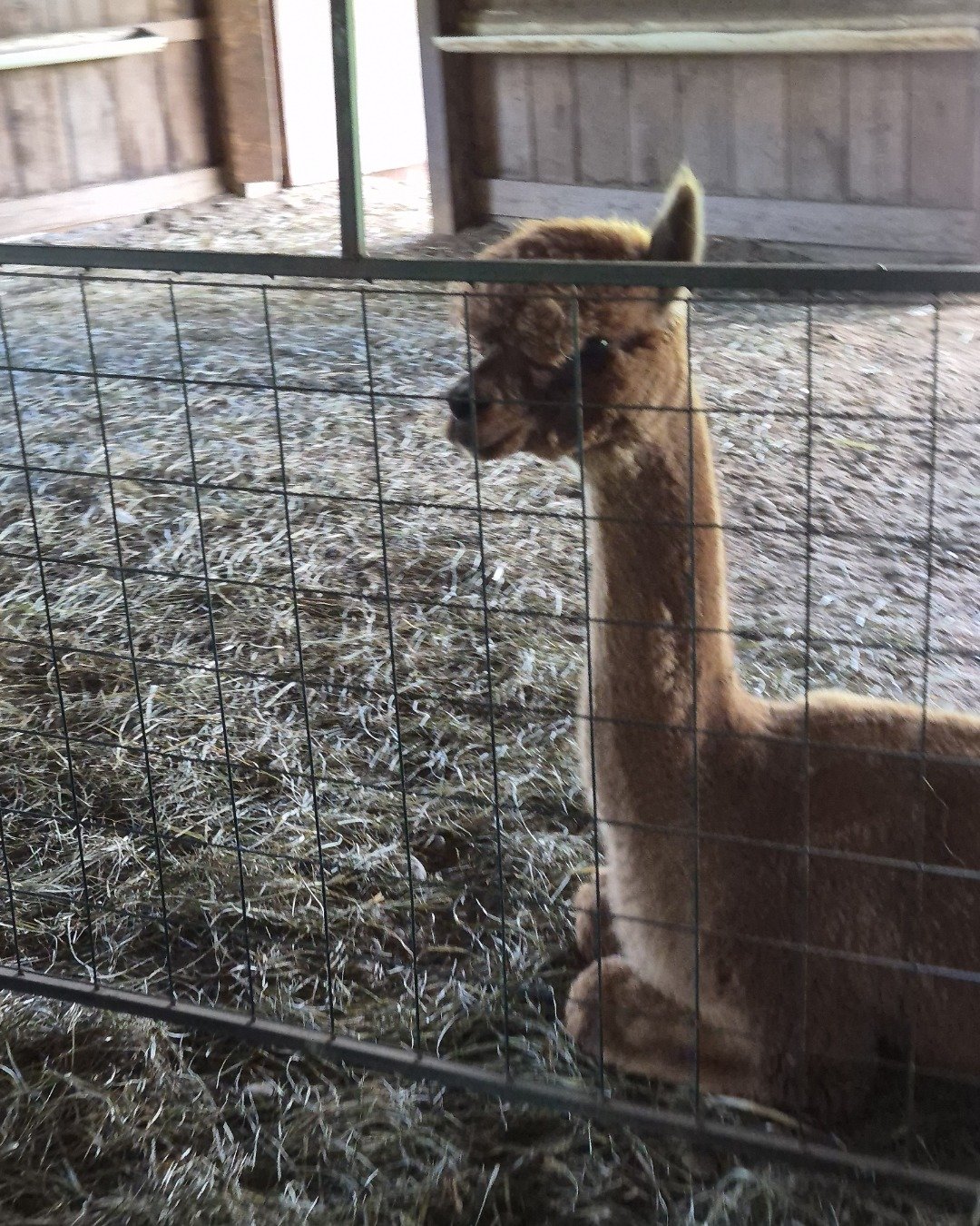 Nora i have multiple animals the German Shepherd.. Dog, Llama