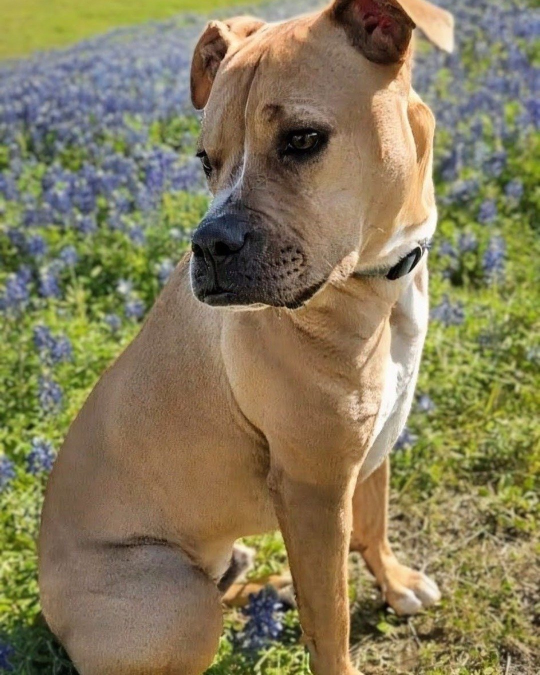 Tater the boxer mix. Dog, Boxer, Bulldog, Pitbull