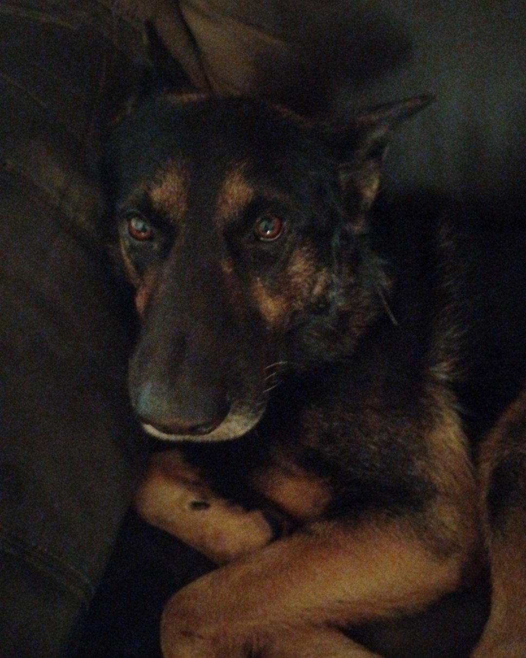 Sammy the German Shepherd. Dog, German Shepherd, Puppy
