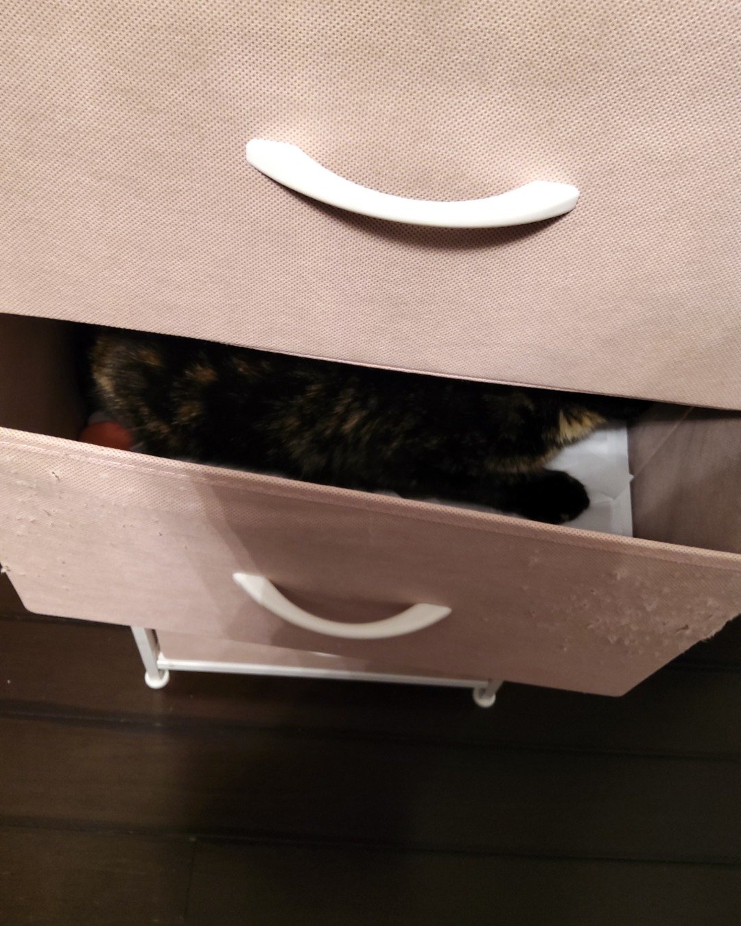 Cherry. Drawer, Furniture, Cat