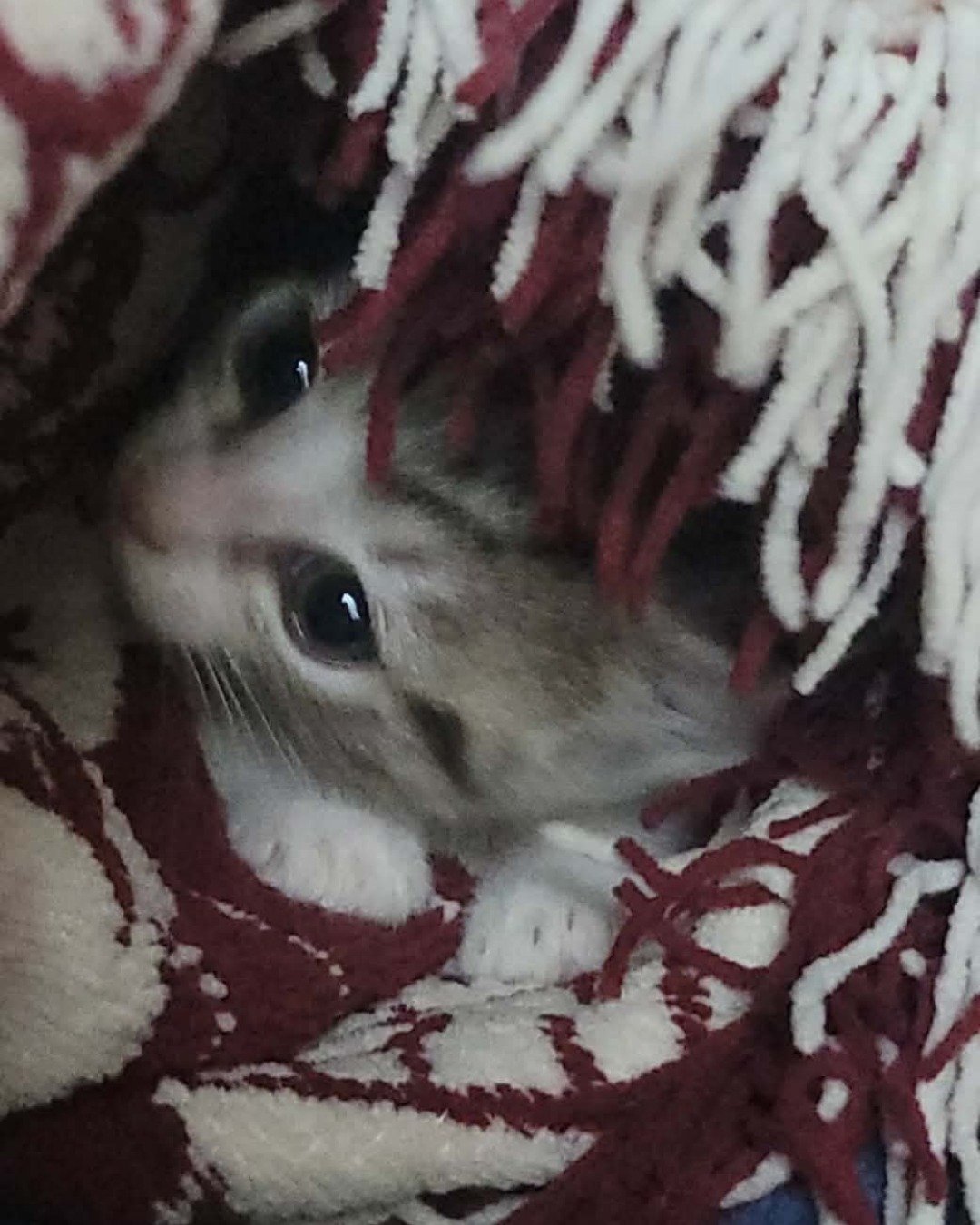 Marlin. Cat, Kitten, Blanket, Dog