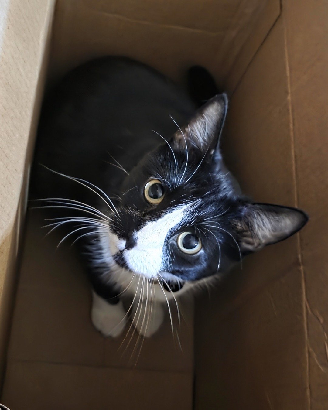 Lorelai the Tuxedo. Box, Cat, Kitten