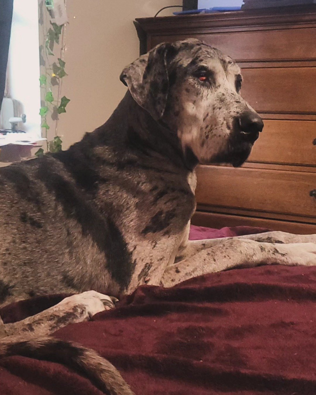 ari the great dane. Dog, Great Dane