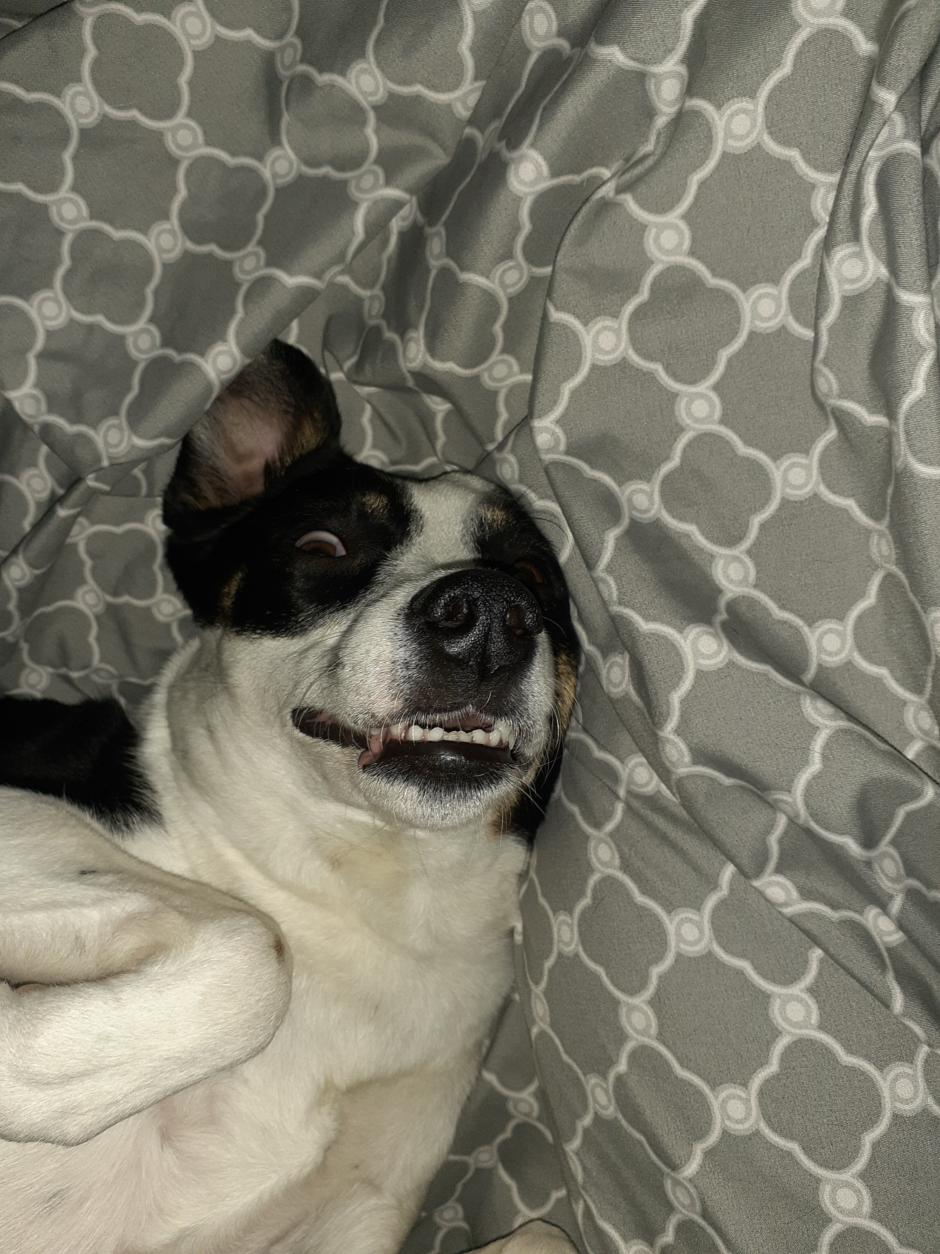 Midi the Aussie/ Blue Heeler