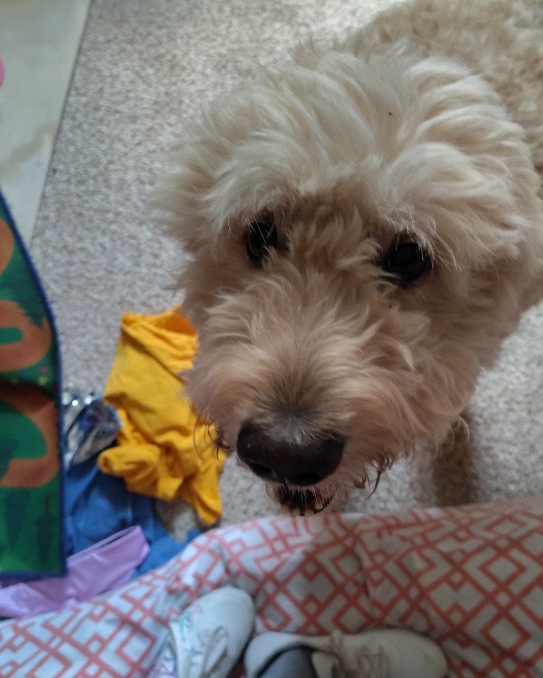 Sammy the Golden doodle. Dog, Puppy, White Dog, Clothing, Footwear, Shoe