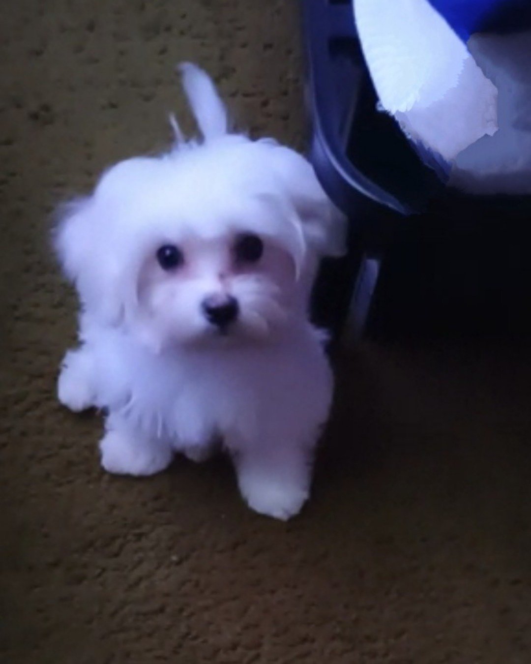brook the Maltese. Dog, Puppy, White Dog, Eskimo Dog