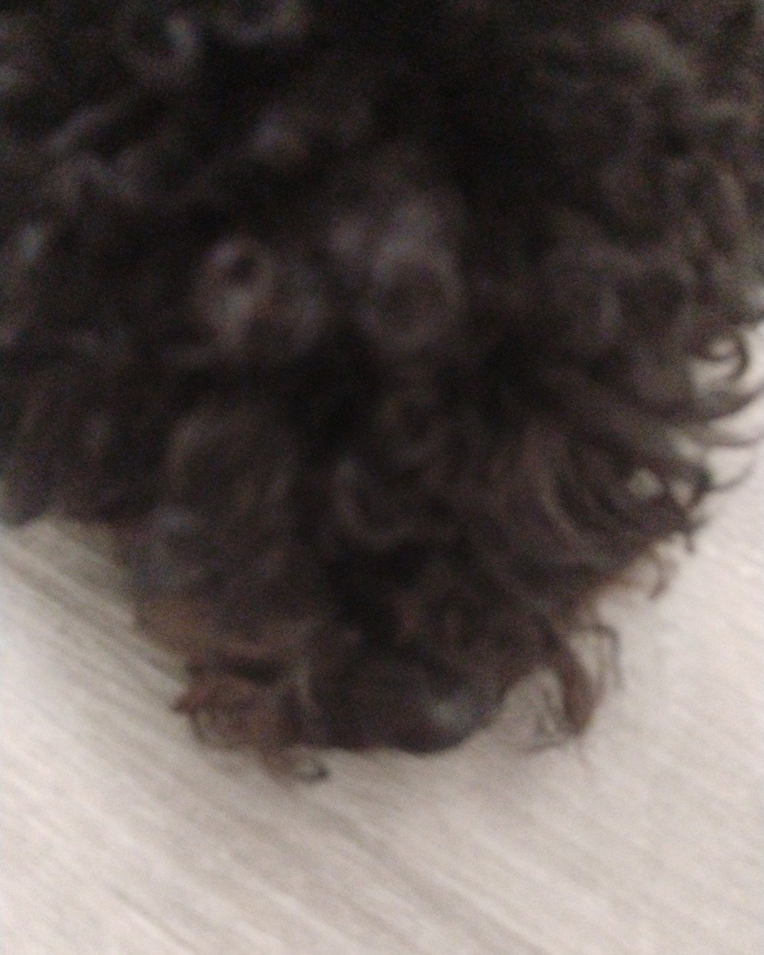 Brownie the black poodle. Dog
