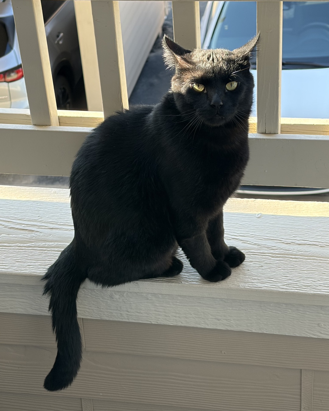Leo the Bombay — Cat, Black Cat