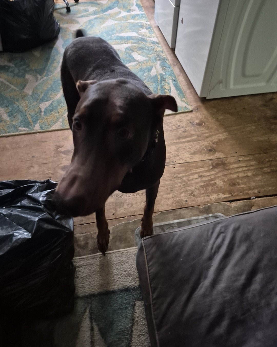 Rocko the Doberman pencher. Floor, Flooring, Dog, Puppy, Wood