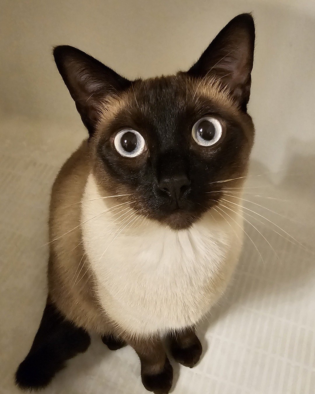 Poopie. Cat, Siamese