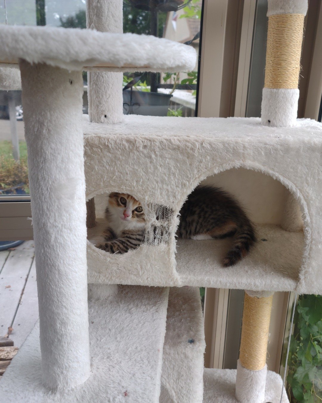 runt , abbey jr. ,and peanut butter cup the Tabby and calico. Cat, Kitten