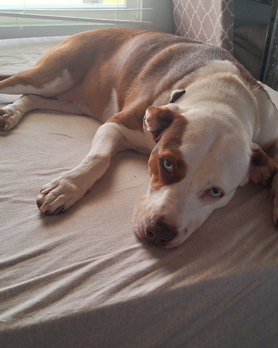 Daisy the Australian shepherd pit bull mix. Dog, Hound, Puppy, Home Decor
