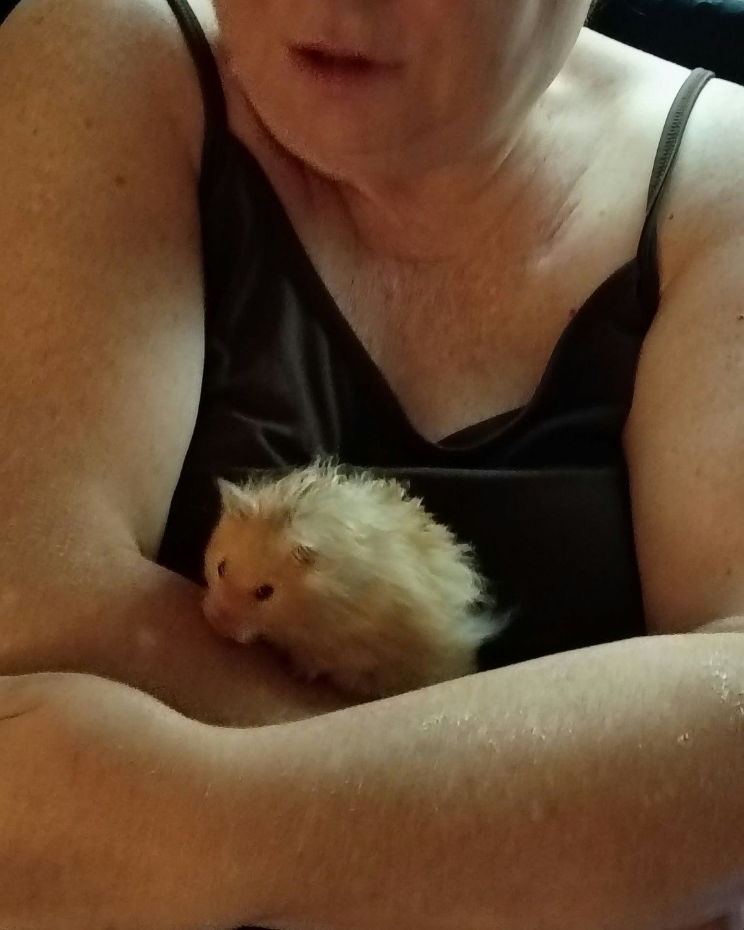 Alex the golden hamster. Rat, Rodent