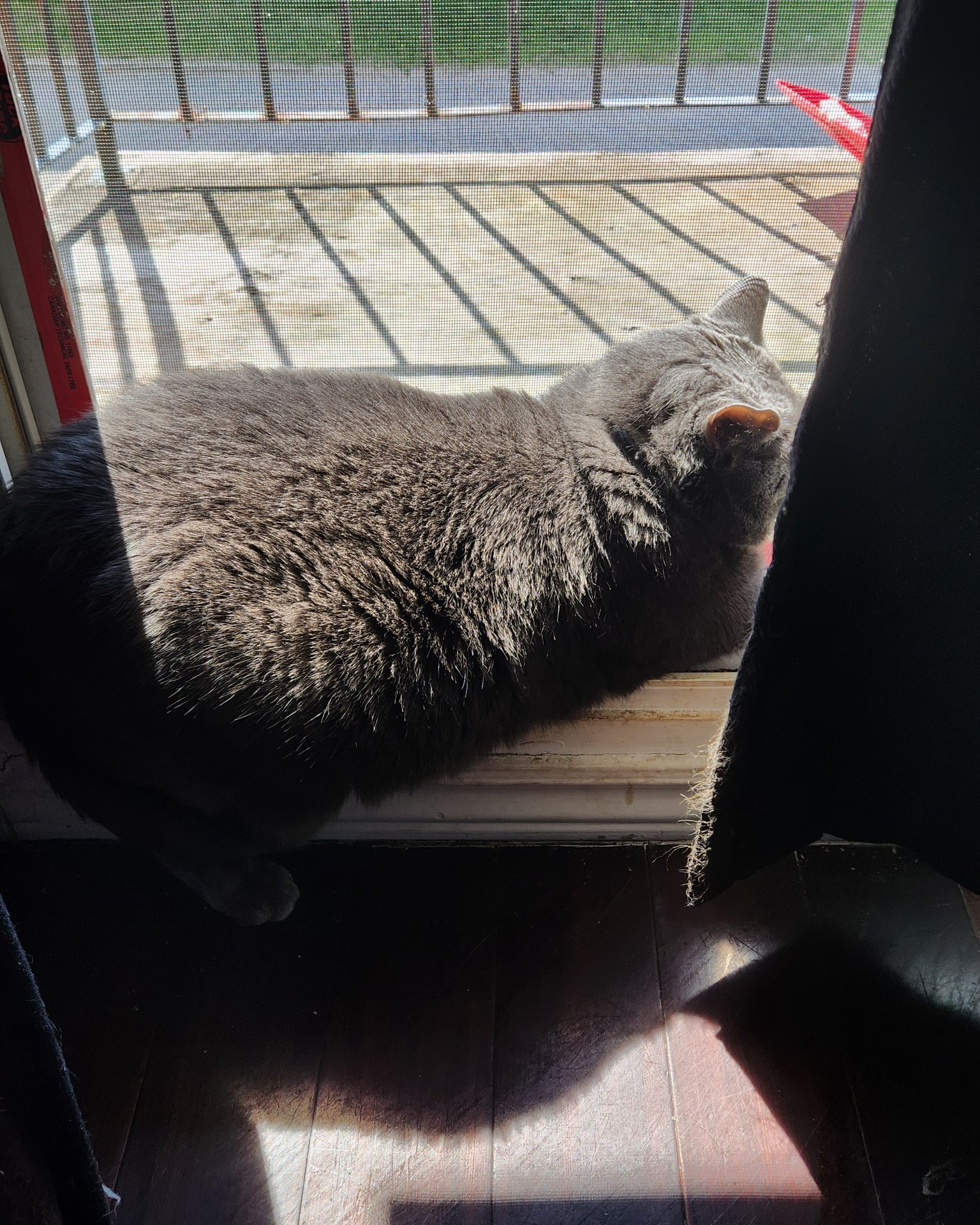 Lilac the SDH. Architecture, Building, House, Housing, Porch, Cat