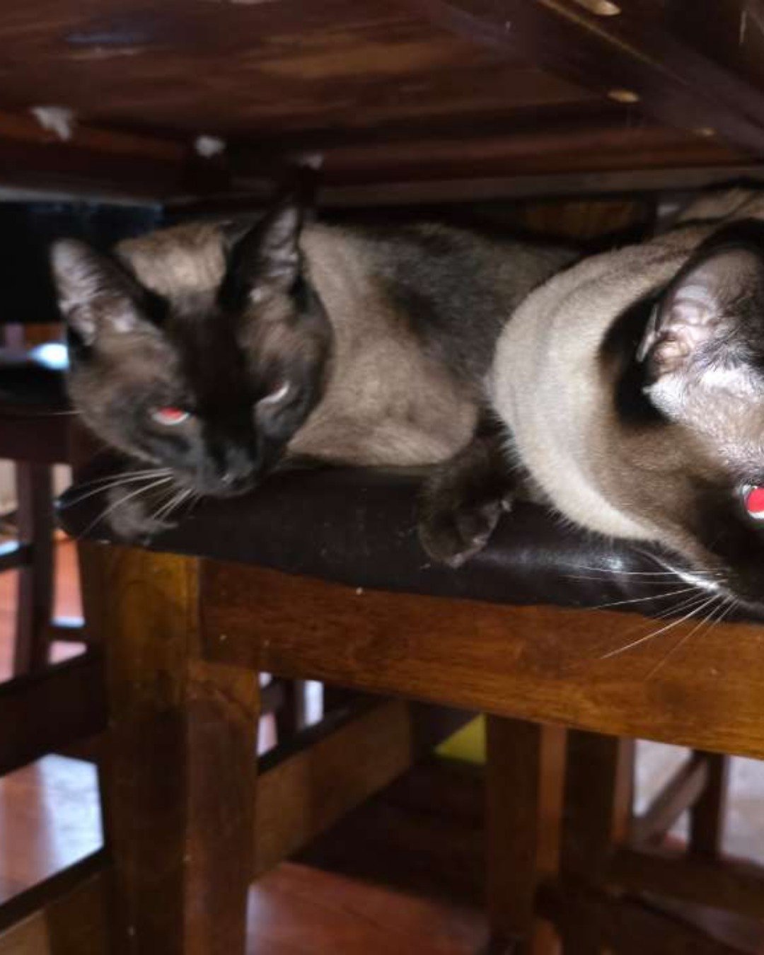 Twin love ❤ (Stella and Luna) the Siamese. Cat, Siamese