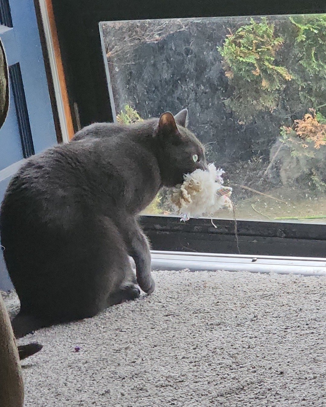 Happy. Plant, Potted Plant, Cat