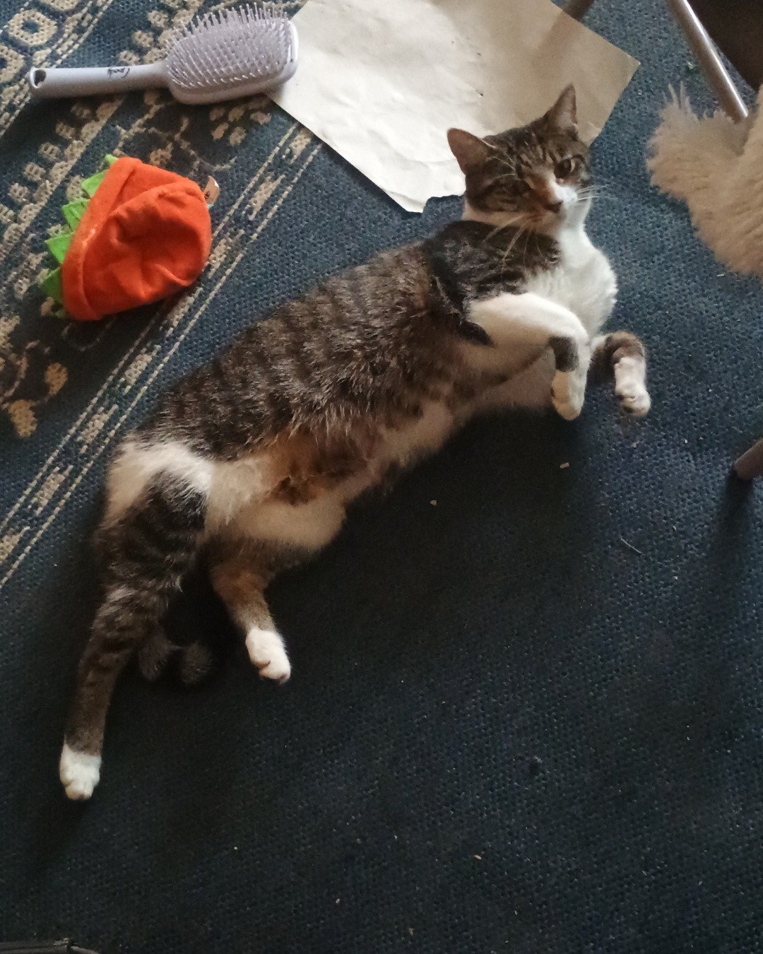 Athena the ???. Brush, Device, Tool, Cat, Kitten