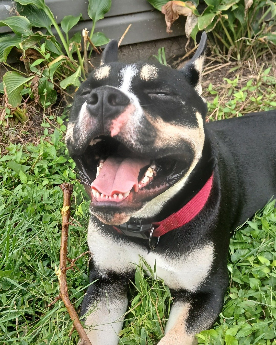 buddy. Grass, Plant, Dog, Bulldog, Puppy, Potted Plant