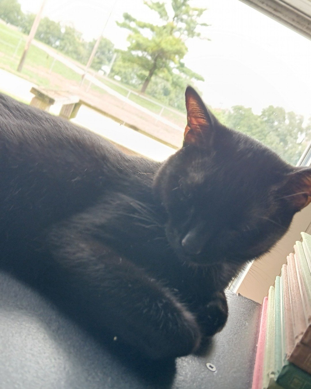 Spookly the Ghost Tabby. Cat, Black Cat