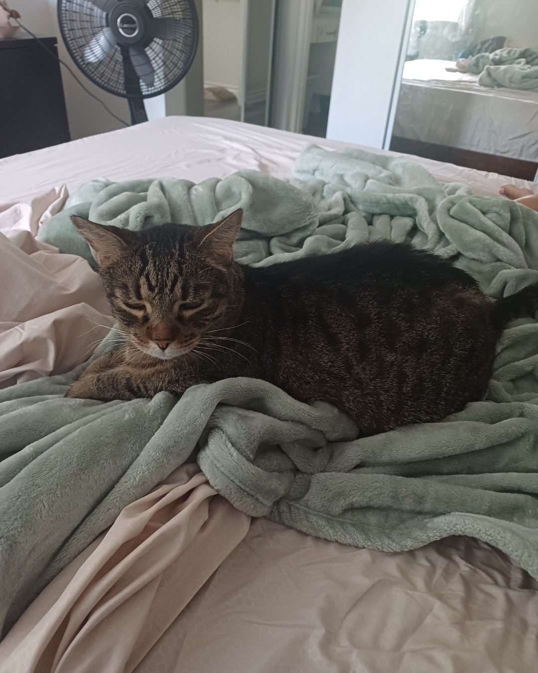 Micho the Tabby. Blanket, Cat, Bed, Furniture, Person