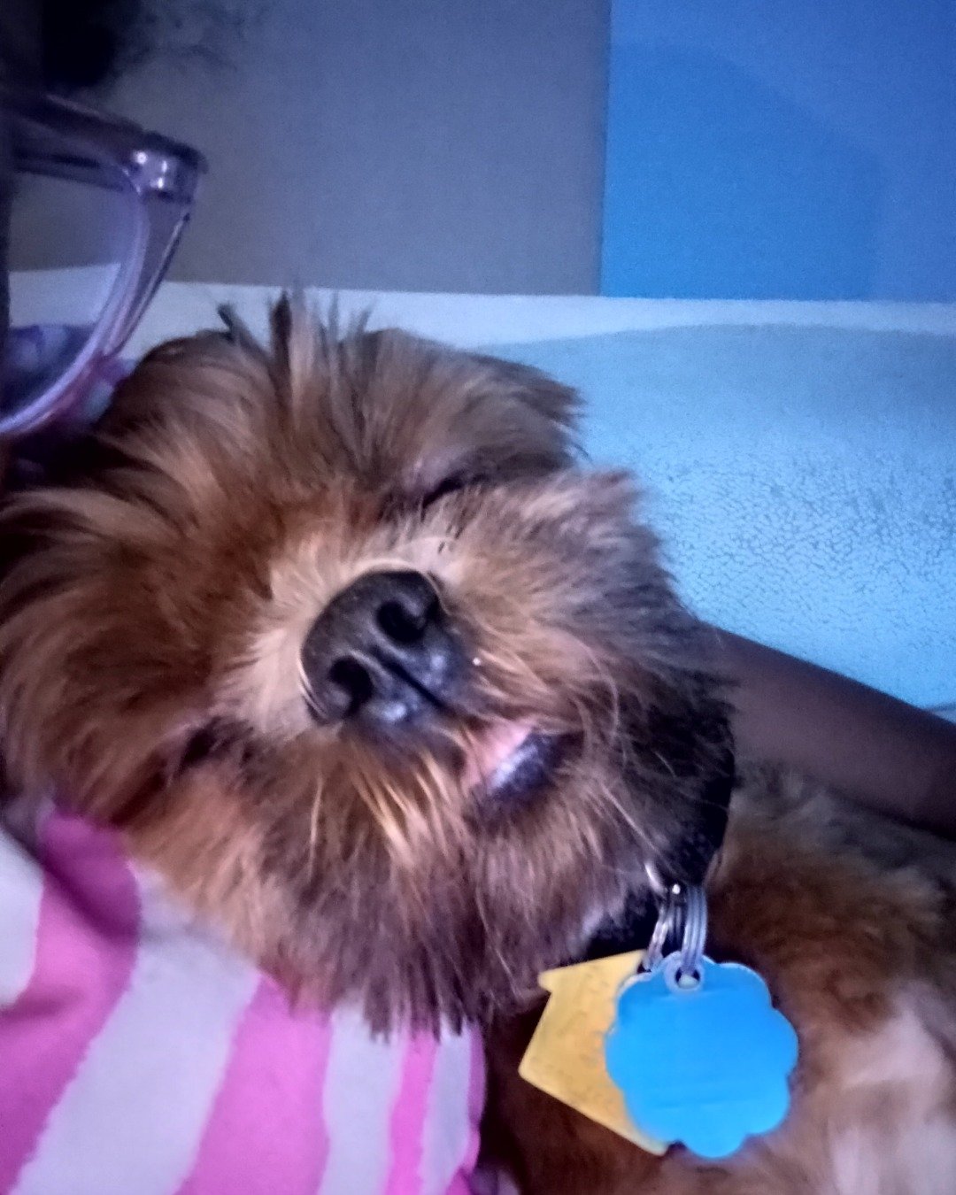 grizzly the shih Tzu. Dog, Puppy, Accessories