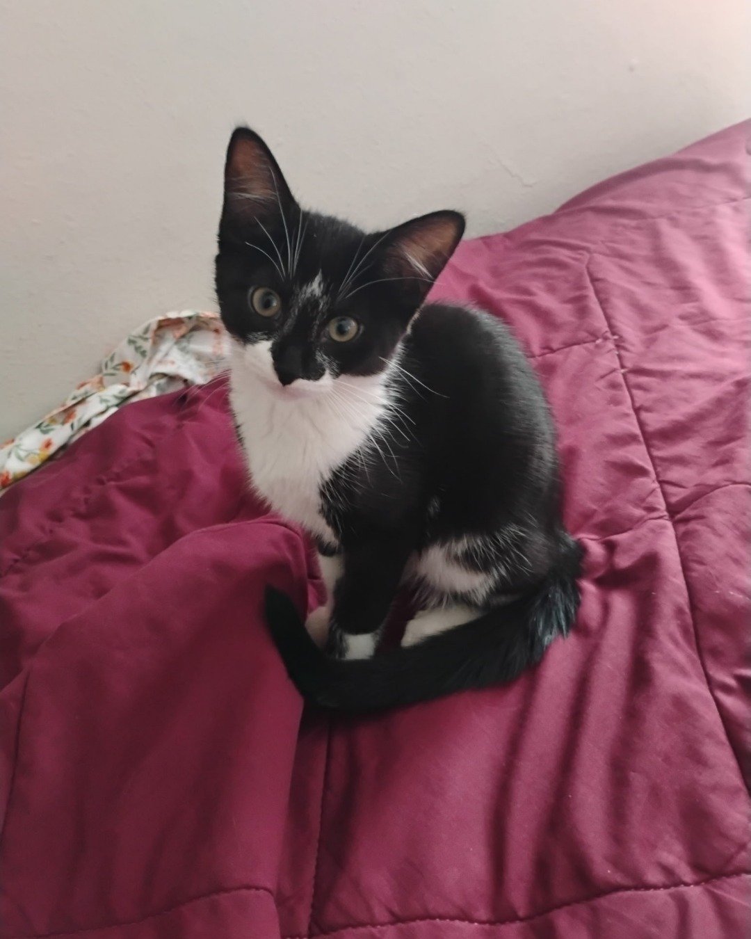 Sebby. Blanket, Cushion, Home Decor, Cat, Kitten, Furniture