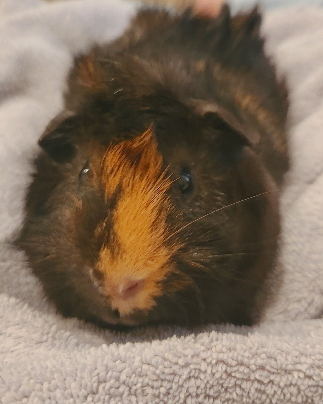 Teddy the Abysinnian guinea pig. Rodent, Rat