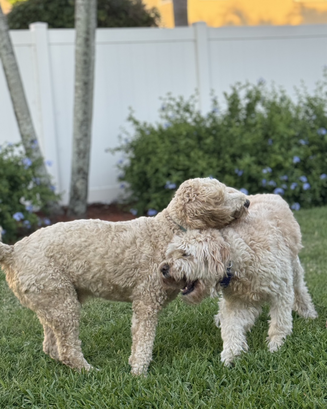Bria the Goldendoodle