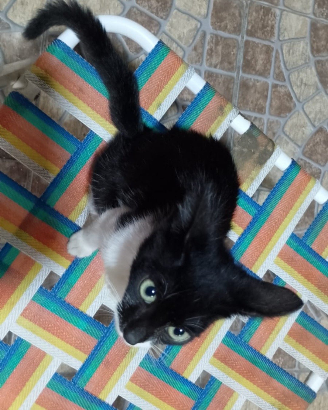 Silvestre. Cat, Home Decor, Quilt, Kitten