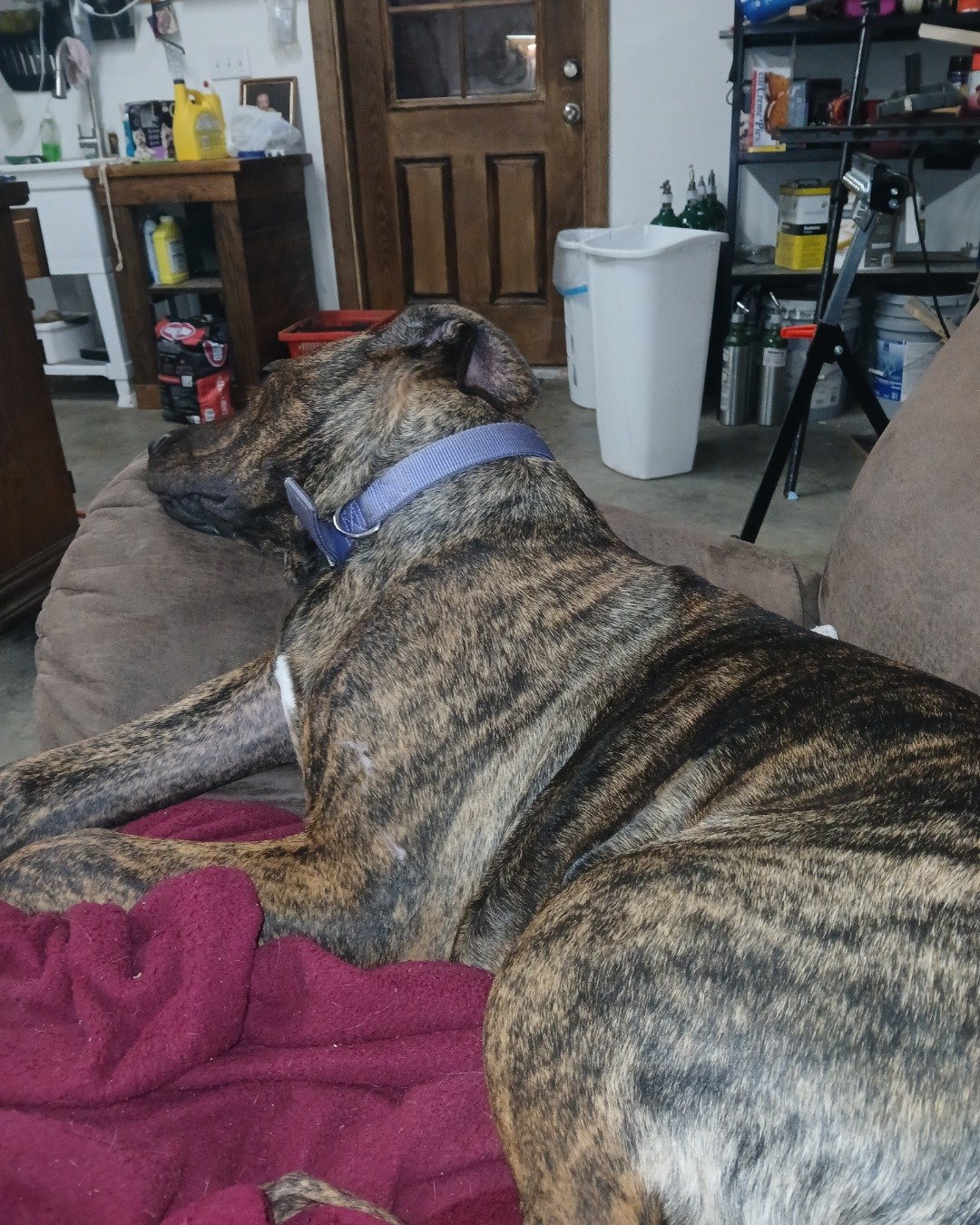 Girly Girl the Cain Corso puppy. Dog, Couch, Furniture, Art, Painting, Great Dane