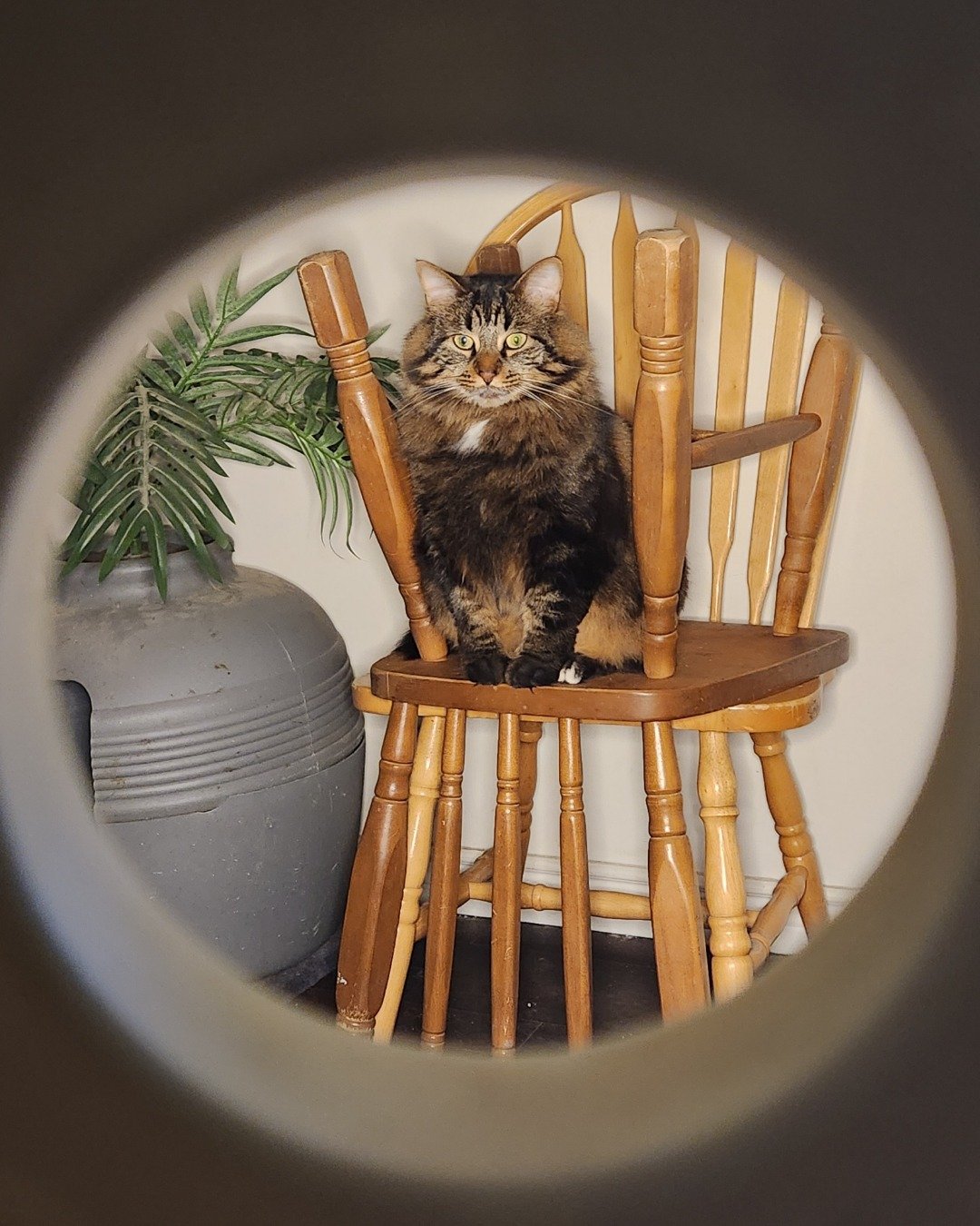 Albert the LHD. Furniture, Wood, Chair, Cat, Crib, Infant Bed