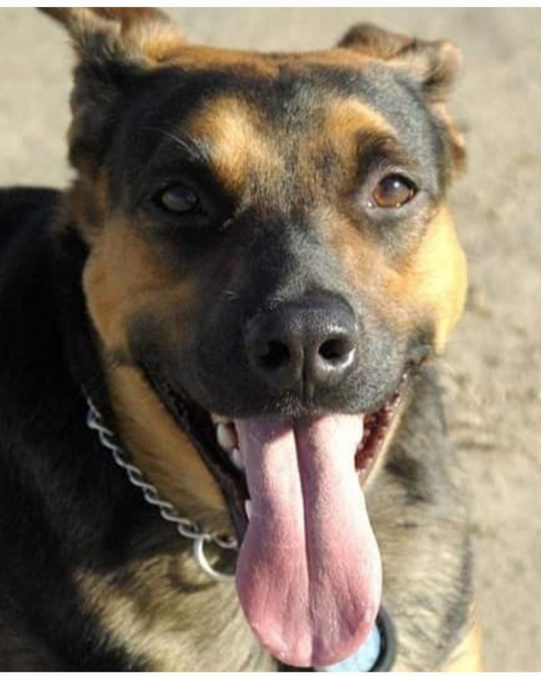 Roxy (r.i.p) the German Shepherd/Rottweiler. Dog, Hound, German Shepherd