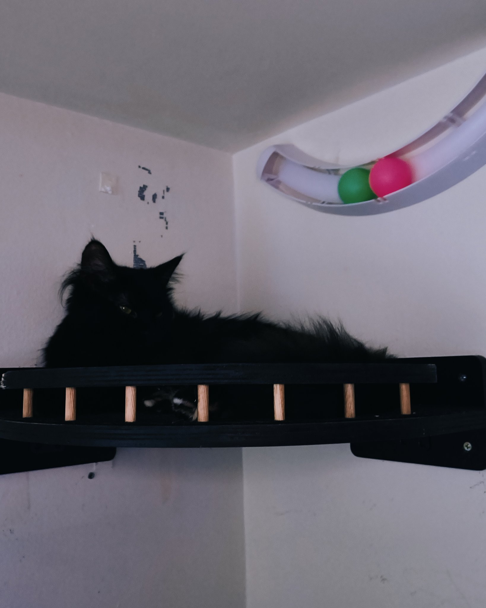 kit-kat the Norwegian mountain cat. Shelf, Furniture, Cat, Wood, Indoors, Balloon