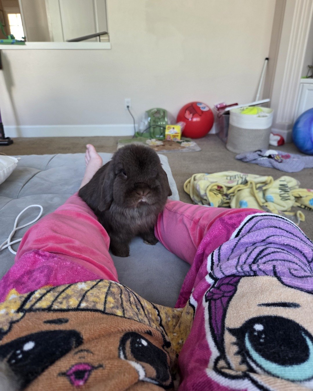 CinnaBun. Rabbit, Cushion, Home Decor, Plant, Potted Plant, Person