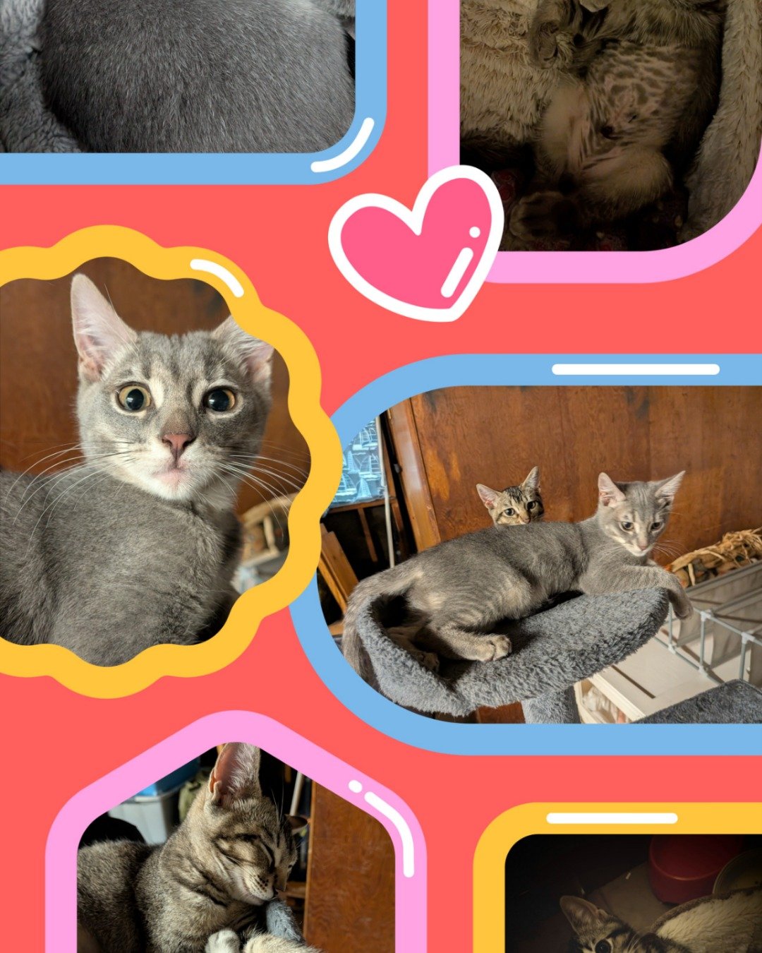 Egypt the American shorthair. Cat, Kitten, Abyssinian, Art, Collage