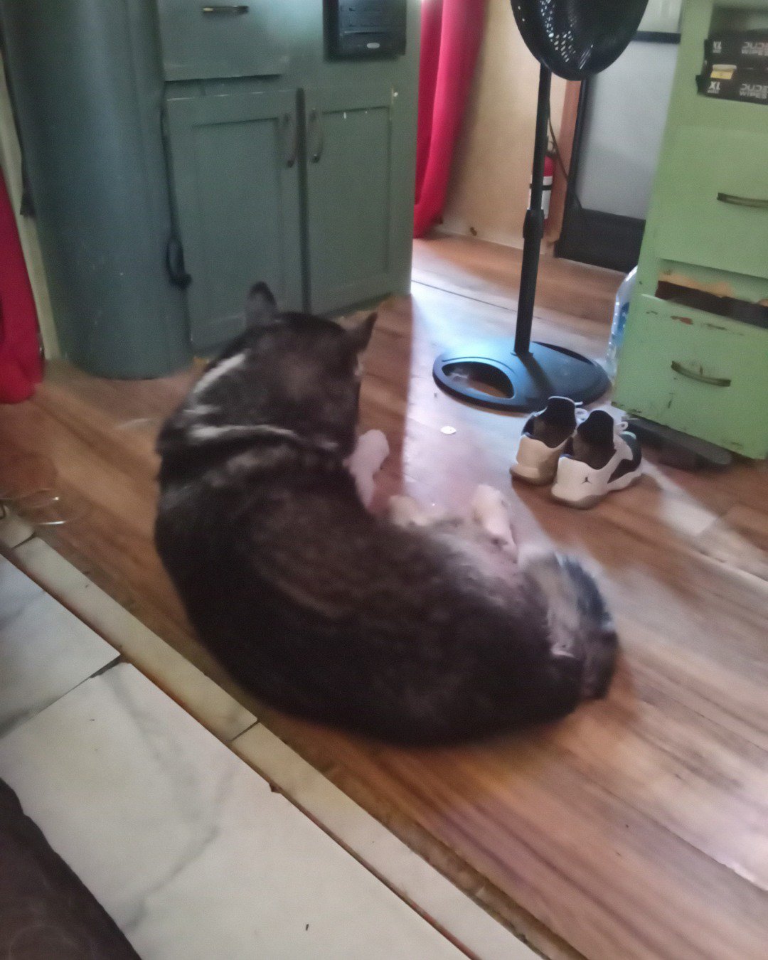Max Preter the purebred Siberian Husky. Wood, Hardwood, Indoors, Interior Design, Floor, Flooring