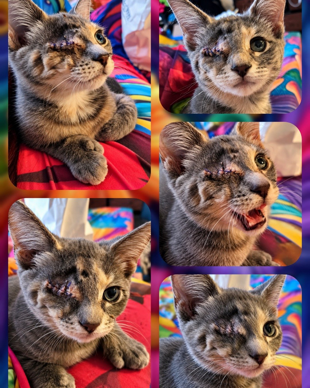 Mitten the tabby. Art, Collage, Cat, Abyssinian