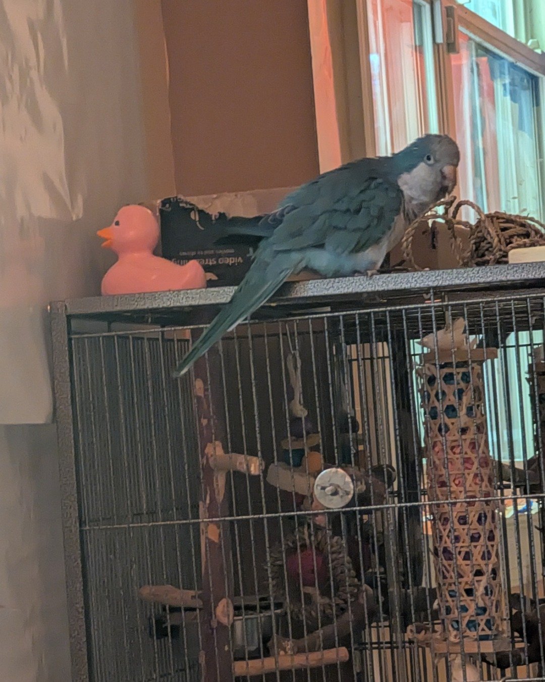 pixie the Quaker parrot. Bird, Parakeet, Parrot